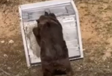Prístrešok na kontajnery odolný medveďom